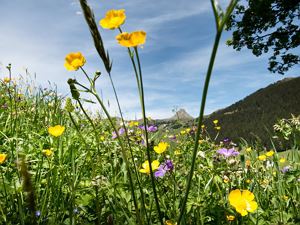 Landscape Sommer