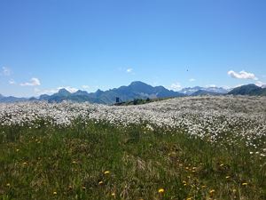 Bergfrühling