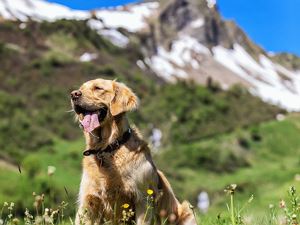 Hotelhund Luke